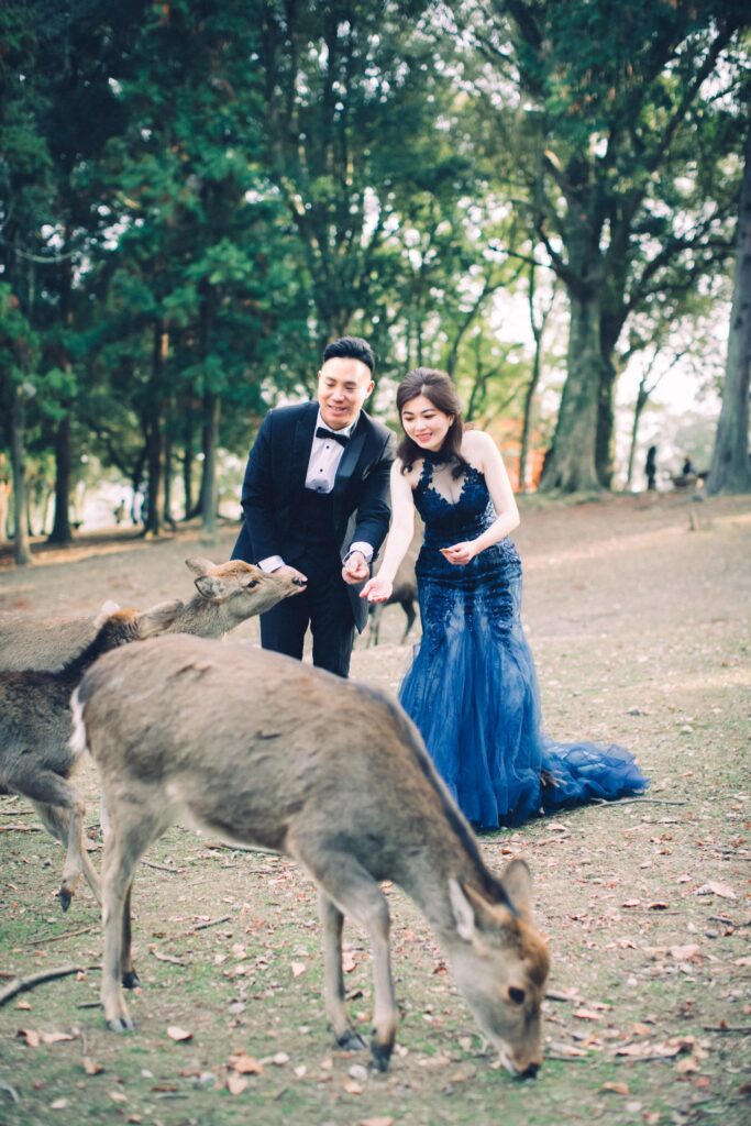 海外婚紗・奈良公園小鹿低頭吃草 奈良公園小鹿低頭吃草,後方新人開心合影|奈良公園婚紗照