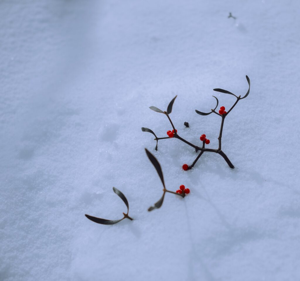 雪地上的紅果枝葉特寫｜婚紗照風格