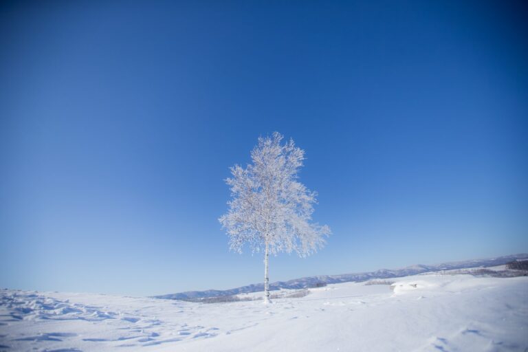 藍天下結滿霧凇的白樺樹｜北海道雪季